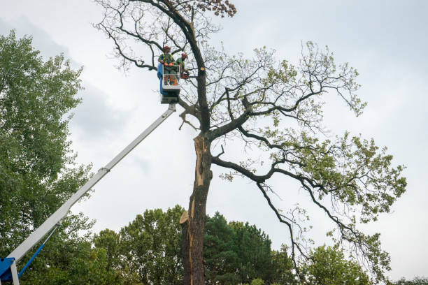 Best Affordable Tree Service  in Haymarket, VA